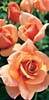 nancy reagan rose