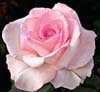 pink promise