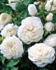 pure perfume