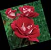 ronald reagan rose