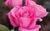 the mccartney rose