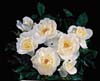 white simplicity