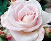 world war ii memorial rose