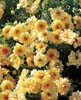 yellow ribbons