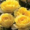 yellow sunblaze